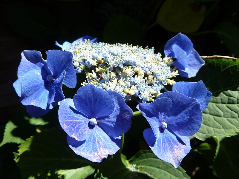 File:Hydrangeas - panoramio.jpg