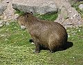 Capybara (Hydrochoerus hydrochaeris). Photographed at Kolmården zoo, Sweden, 2005