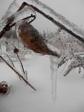 Ice covered Common Milkweed (Asclepias syriaca)