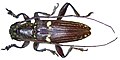 Ichthyodes freyi Breuning, 1975 (3211753501).jpg
