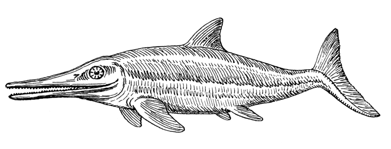 File:Ichthyosaur (PSF).png