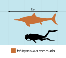 Size comparison Ichthyosaurus Size 2.svg