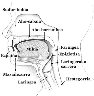 File:Illu01 head neck eu.jpg