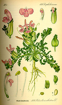 Illustration_Pedicularis_silvatica0.jpg