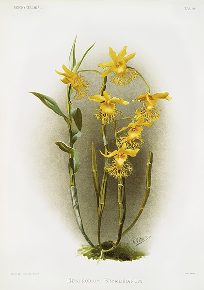 File:Illustration from Reichenbachia Orchids by Frederick Sander, digitally enhanced by rawpixel-com 092.jpg