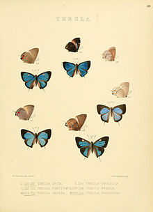 تصاویر Lepidoptera روزانه 40.jpg