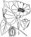 Ipomoea pandurata (L.) G. Mey. Man of the earth.tiff