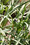Iris laevigata - jeunes fruits.jpg