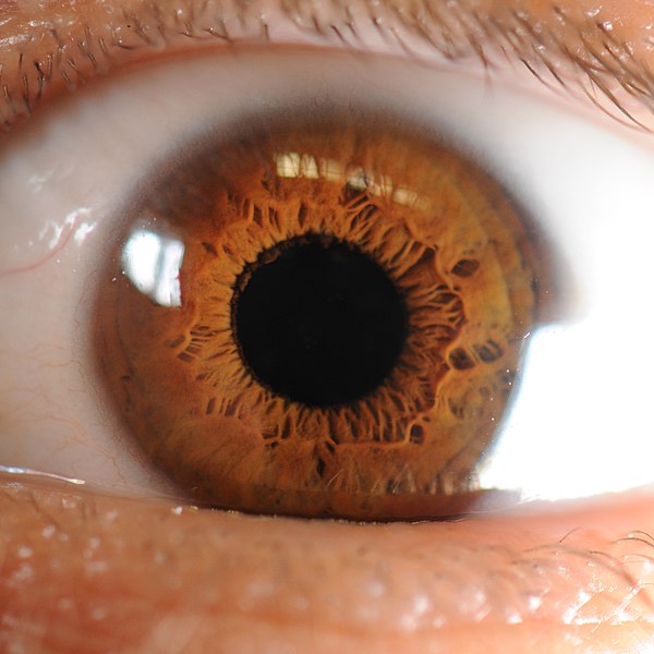 File:Iris of the Human Eye.jpg