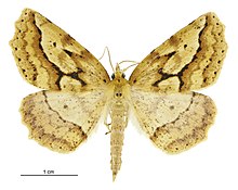 Ischalis variabilis male.jpg