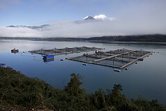 Salmon farming in Chile. One third of all salmon sold in the world comes from the country.