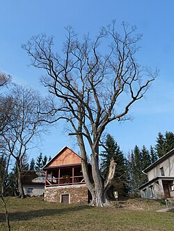 Strom v roce 2016, jedna část trojkmenu zničená vichřicí.