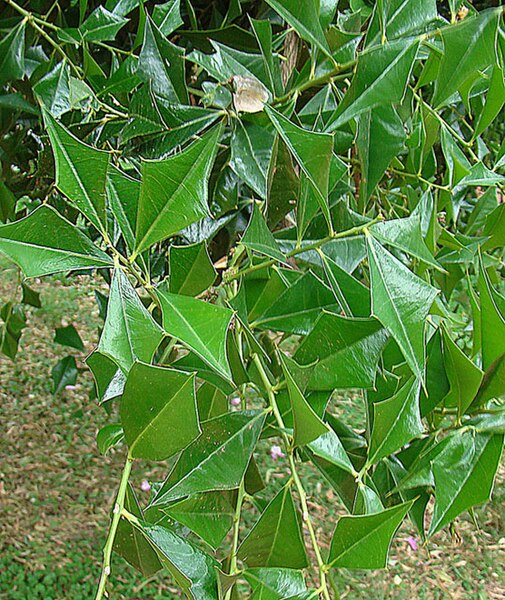 File:Jodina rhombifolia (8664613258).jpg