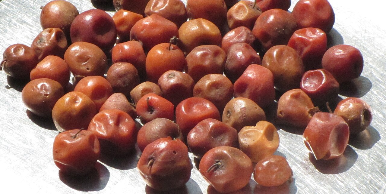 File Jujube Fruits India Jpg Wikimedia Commons