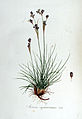 Juncus squarrosus — Flora Batava — Volume v6.jpg