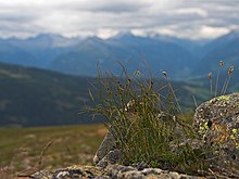 Juncus trifidus-Kaernten-2008-Thomas Huntke.jpg