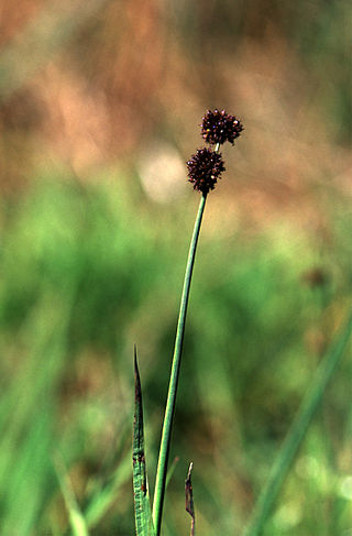 <i>Juncus ensifolius</i> Species of grass