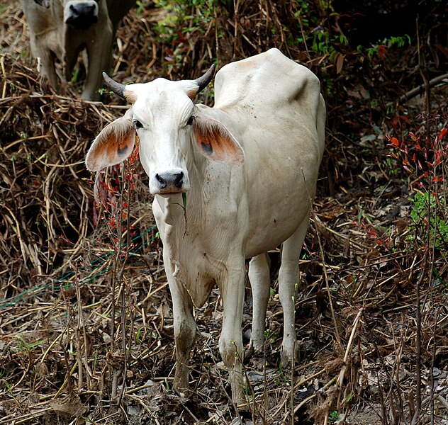 File:Jungle cow.jpg