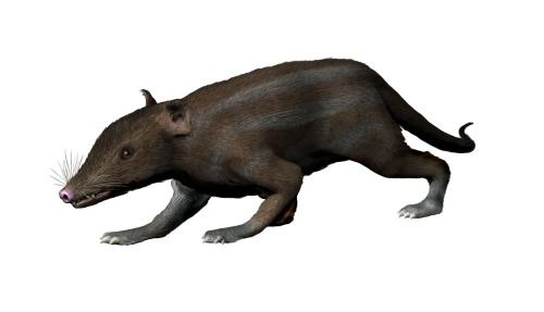 Restoration of Juramaia sinensis, the oldest-known Eutherian (160 mya)