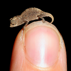 Brookesia Micra