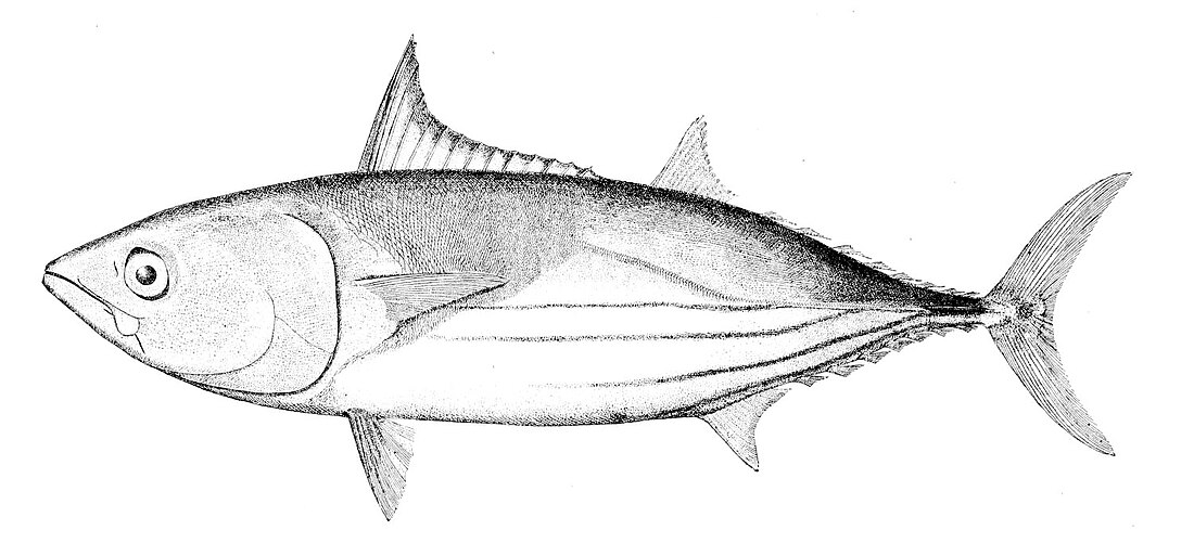 File:Katsuwonus pelamis.jpg