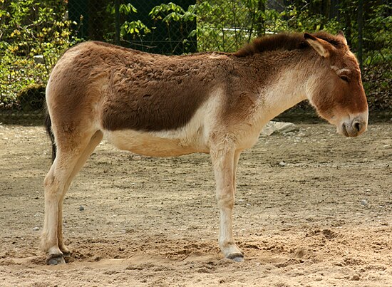 Кулан другое название. Кианг (Equus Kiang). Тибетский Кианг. Дикий осел Кианг. Кианг тибетский осёл.