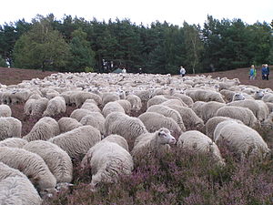 Landschaft Heide: Naturlandschaften, Kulturlandschaften, Begriffsgeschichte