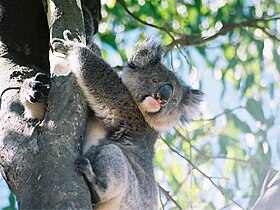 Koala Kangaroo Island.jpg