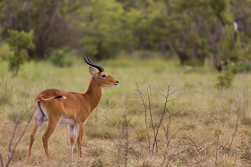 File:Kob antelope.jpg