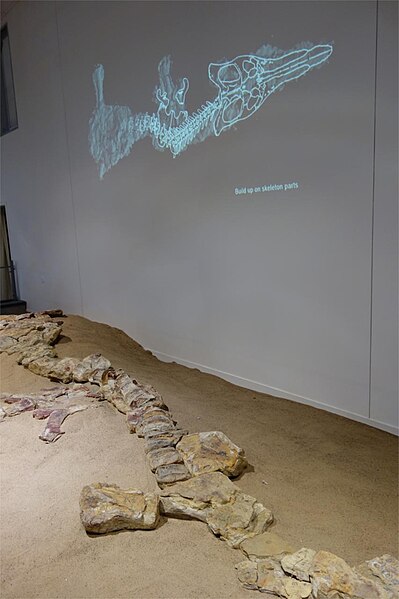 Assigned specimen in Kronosaurus Korner museum, Queensland