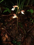 花茎、子房、苞、萼片に細かい軟毛が生える。