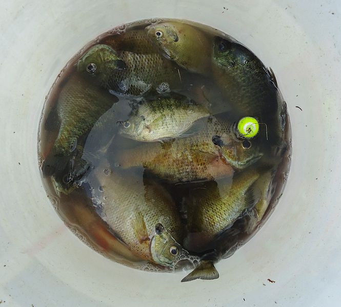 File:Lake Hopatcong State Park NJ fish in bucket.jpg