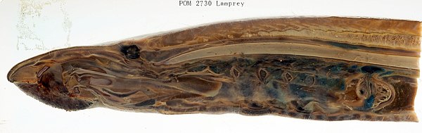 Median section of Lamprey demonstrating internal anatomy