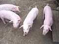 Norwegisches Landschwein Die rosa Farbe der Schweine wird durch eine Mutation des c-Kit-Locus hervorgerufen.