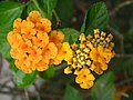 2011-04-22T11:54:21Z : user:Flickr upload bot : File:Lantana 2.jpg