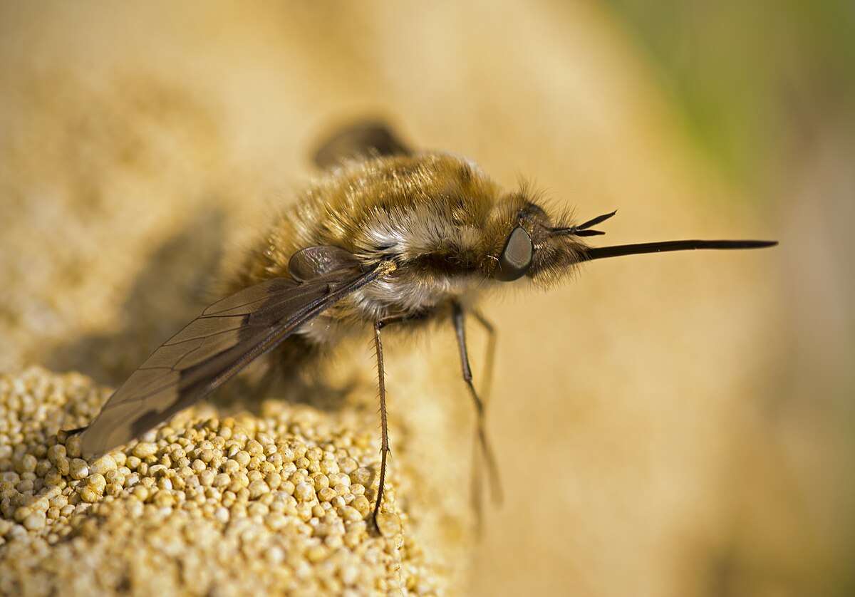 Bee fly. Bombylius Ambustus.