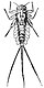 Larva de Rhitrogena sp..jpg