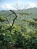 Vignette pour Caféiculture au Guatemala