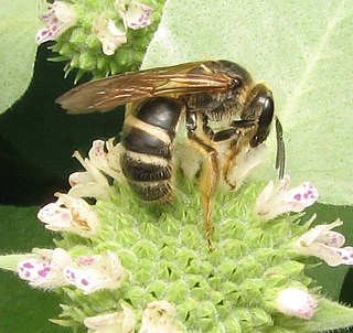 <i>Lasioglossum</i> Genus of insects