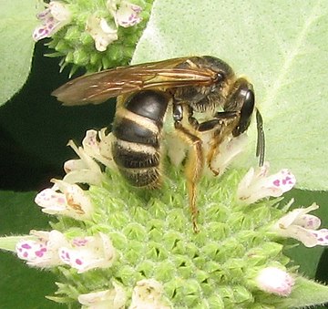 Lasioglossum