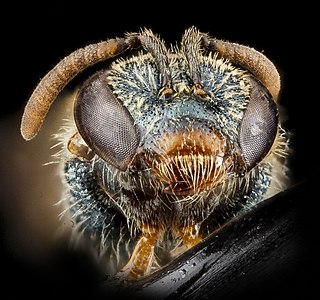 <i>Lasioglossum tarponense</i> species of insect