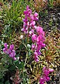 Habitus, Laubblätter und Blütenstände von Lathyrus vestitus subsp. alefeldii