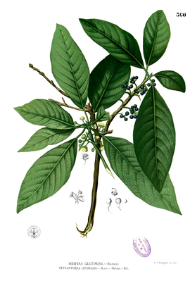 Litsea glutinosa, illustration