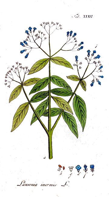 File:Lawsonia inermis Ypey36.jpg