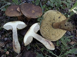 <i>Leccinellum lepidum</i> Species of fungus