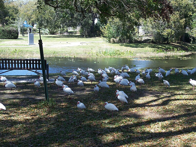 File:Leesburg FL Venetian Gardens birds10.jpg