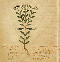 Centaurium erythraea, as depicted in 6th-century Leiden manuscript of Pseudo-Apuleius' Herbarius Leiden Centauria minor.jpg