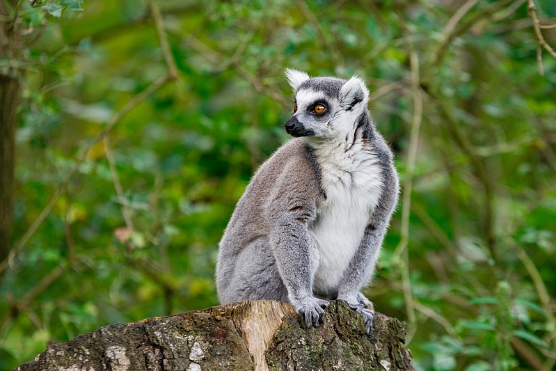 File:Lemur (36499746763).jpg