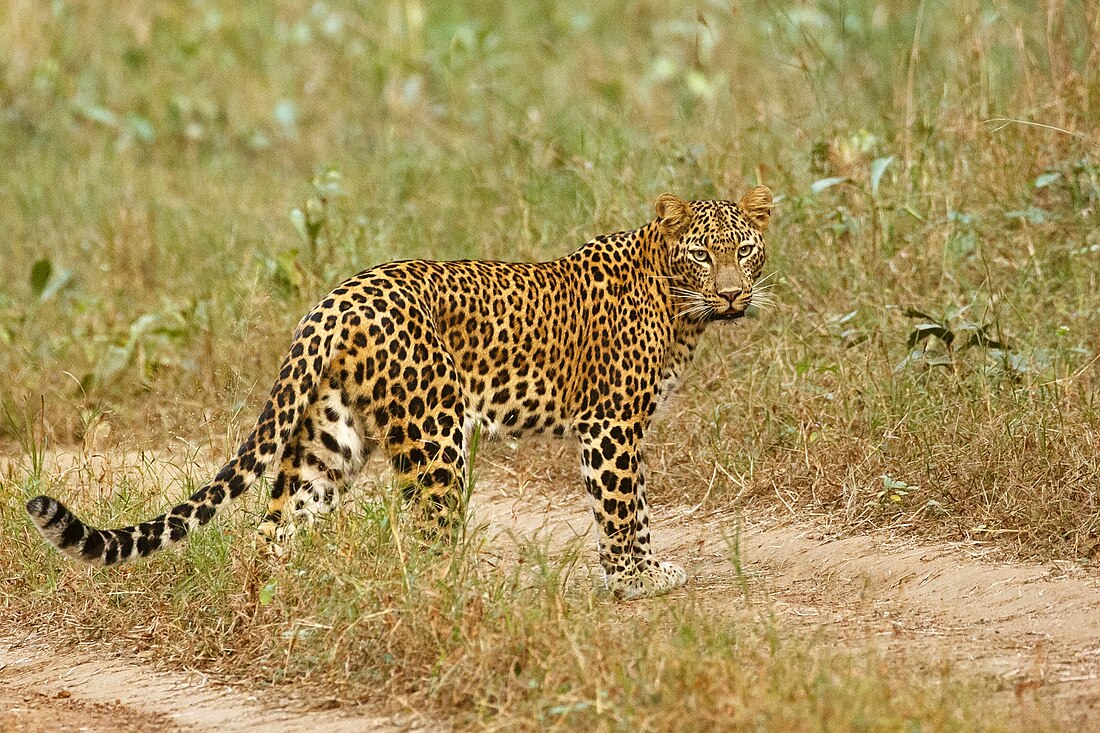 Panthera pardus fusca