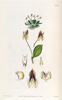 Lepanthes tridentata - Edwards vol 21 pl 1762 (1836) .jpg